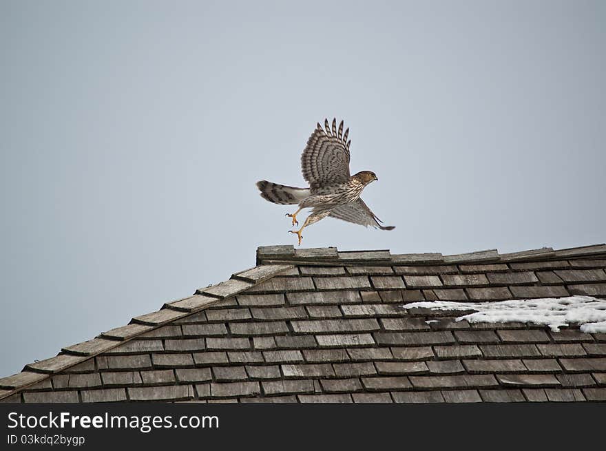 Cooper s Hawk Taking Off from a Roof