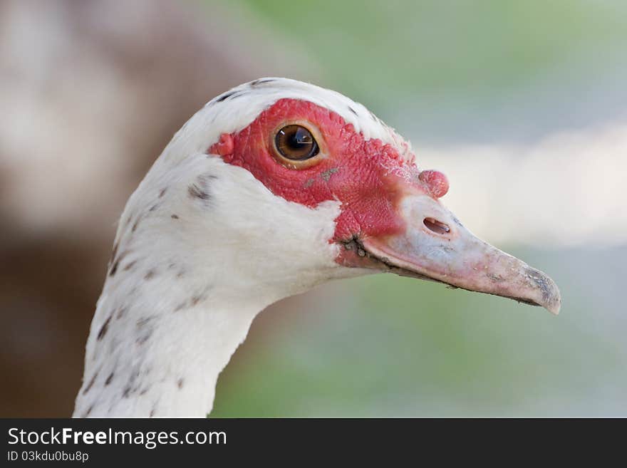 A white Musovy Duck head. A white Musovy Duck head.