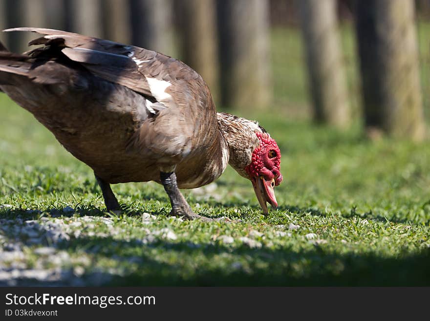 A hungry adult Muscovy Duck looking for food.