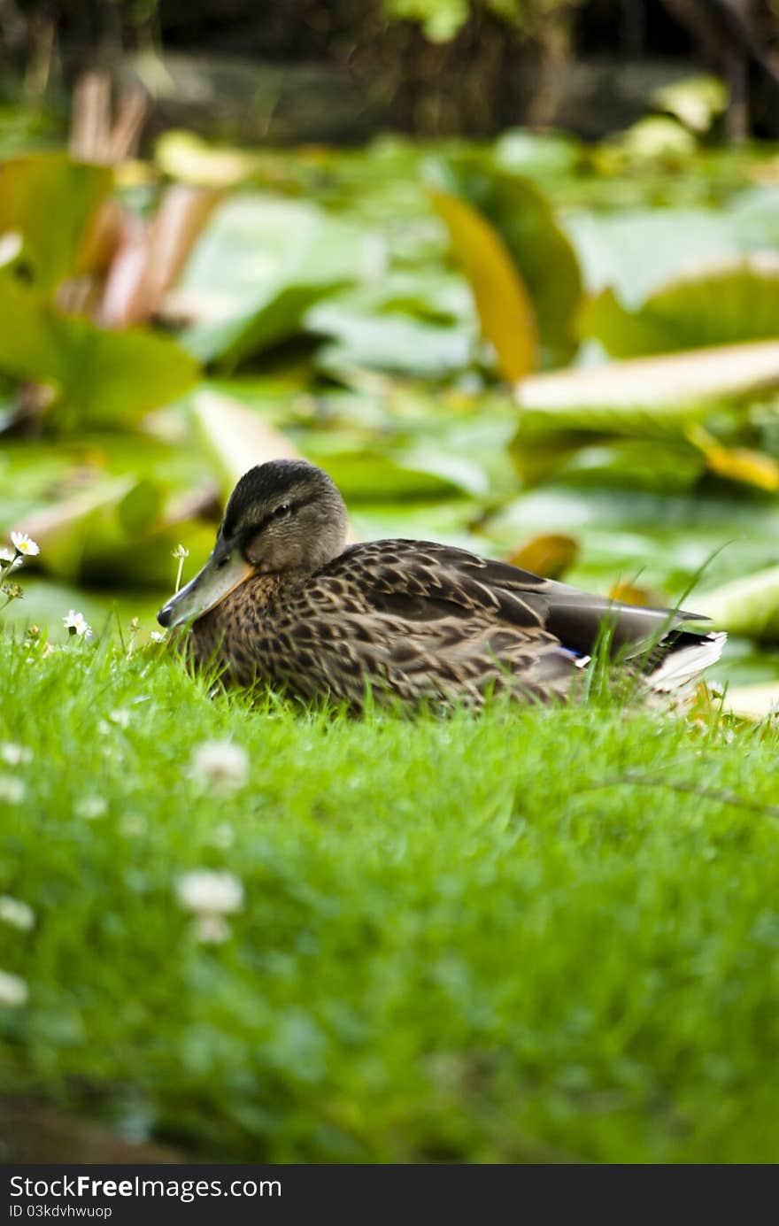 Stockente Duck resting in the grass at botanic garden in Dublin Ireland