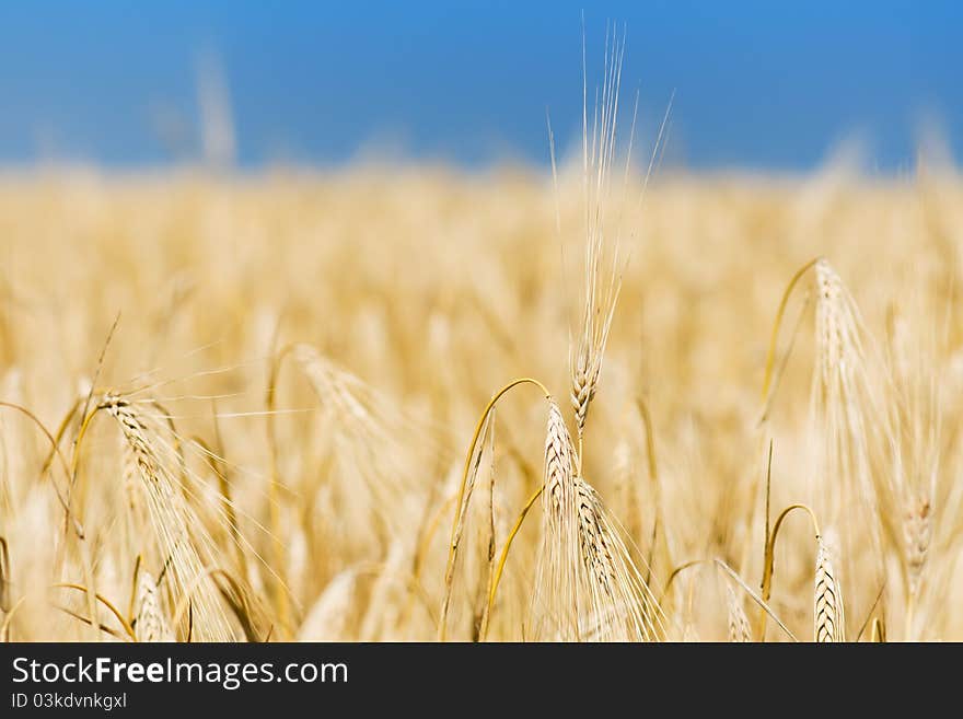 Close-up photo of yellow wheat stalks and field. Close-up photo of yellow wheat stalks and field