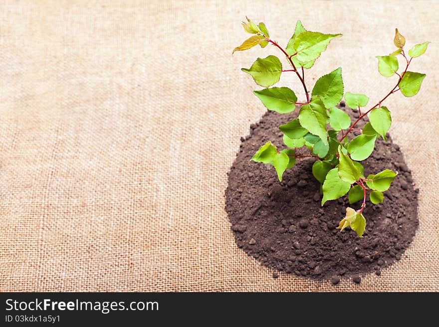 Young green plant is growing out of ground