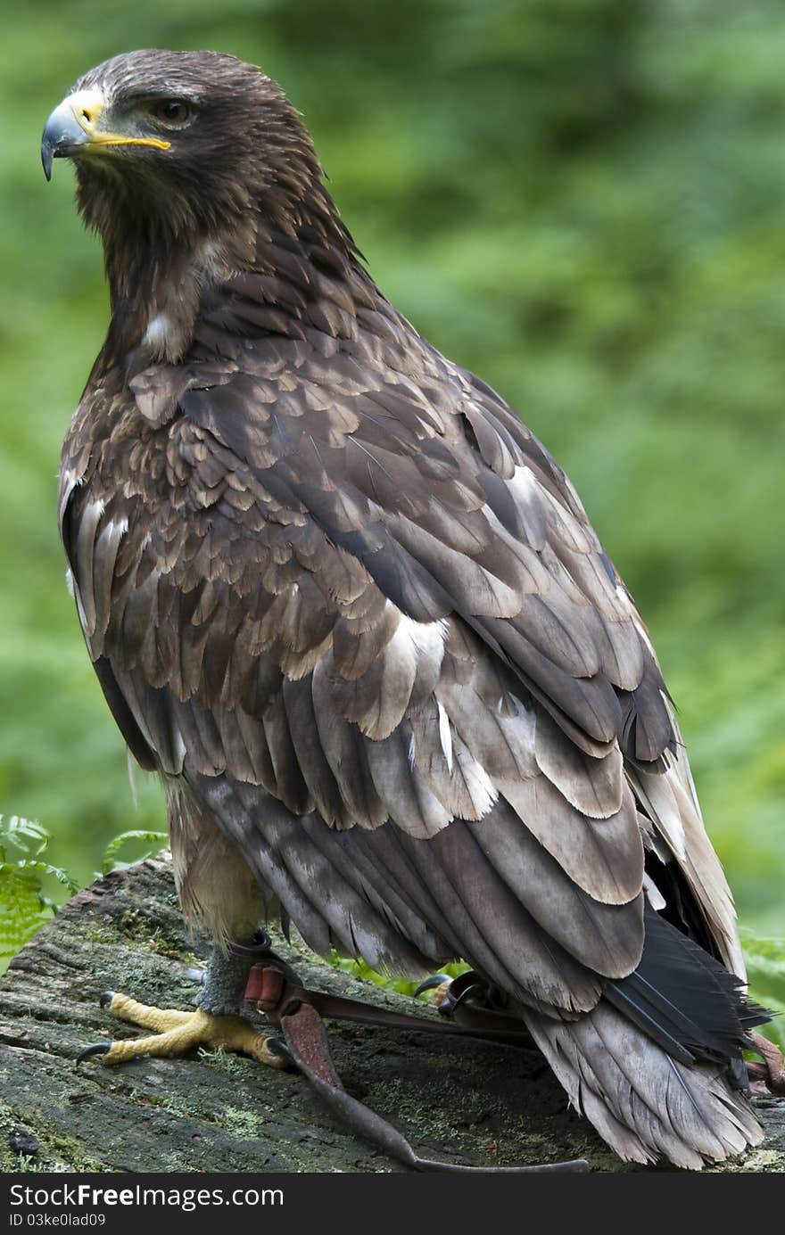 African Tawny Eagle