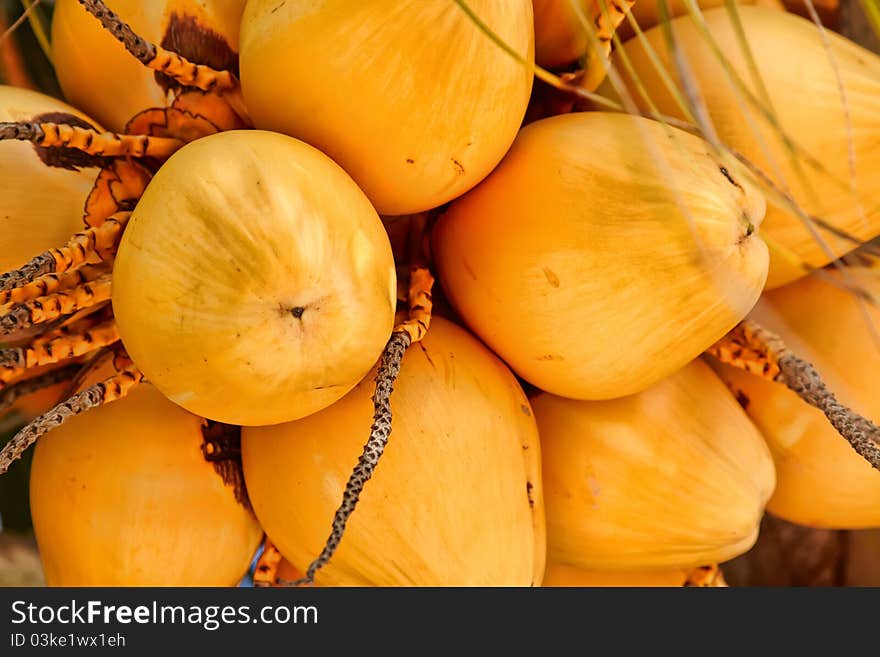 Close up of a coconut bunch hanging on a tree