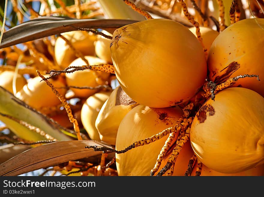 Coconuts On Tree