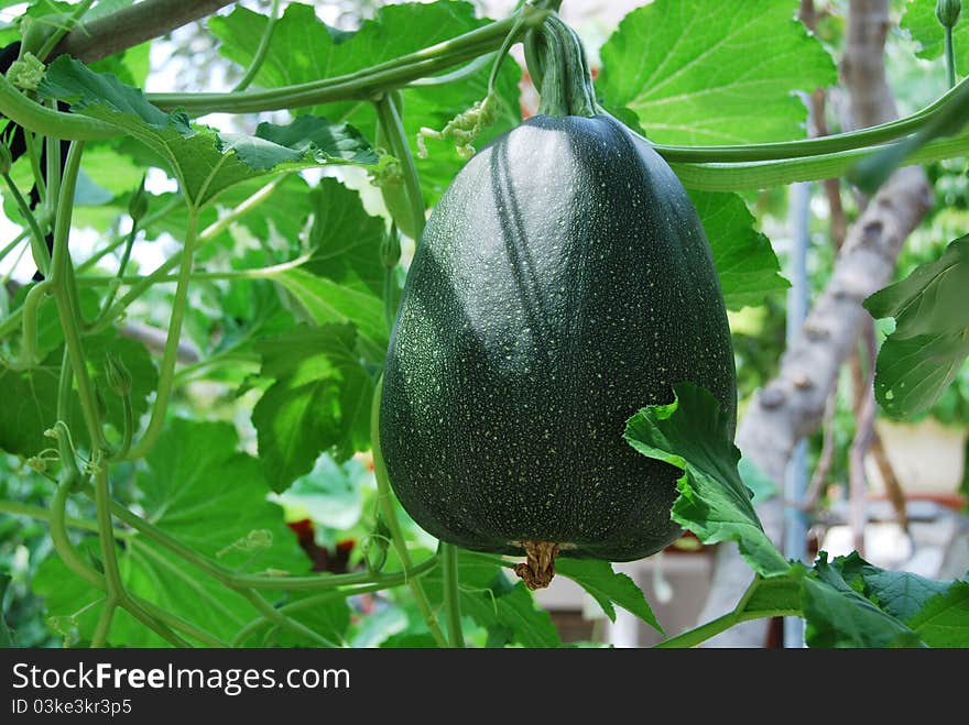 Big Green Pumkin Growing In A Vegetable Garden