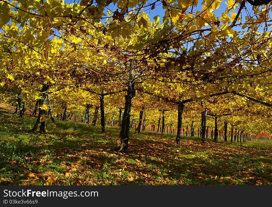 Vine yard in autumn shining yellow