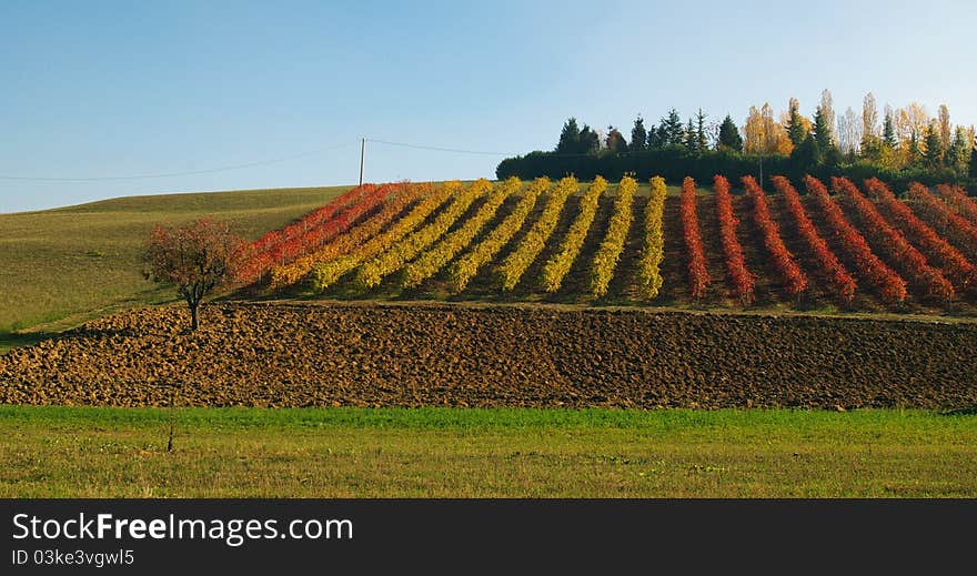 Vine yard in autumn