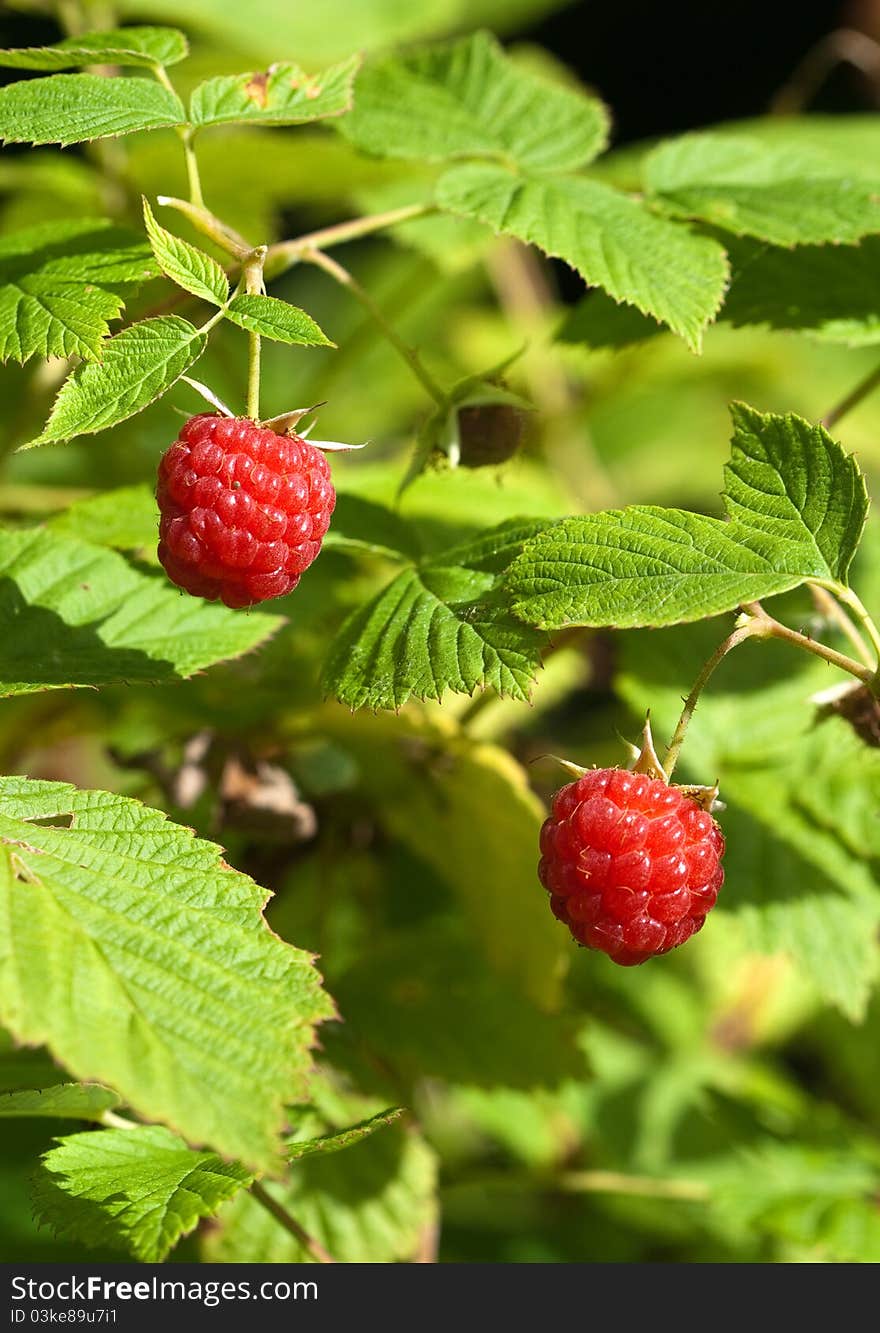 Ripe raspberry