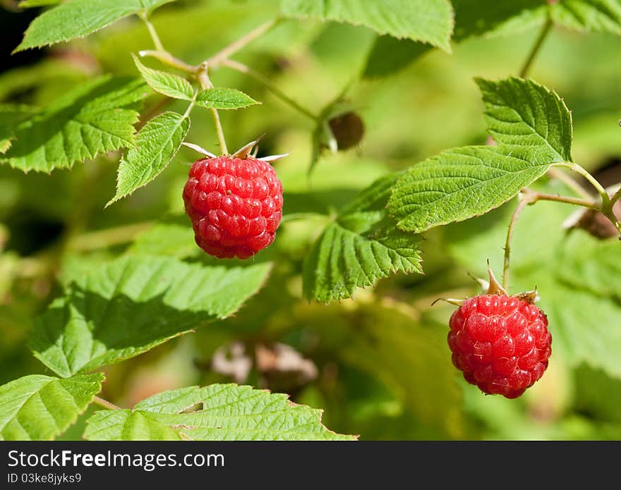 Ripe Raspberry