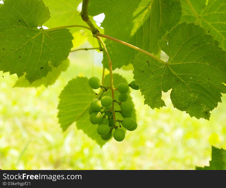 Green grape on a garden