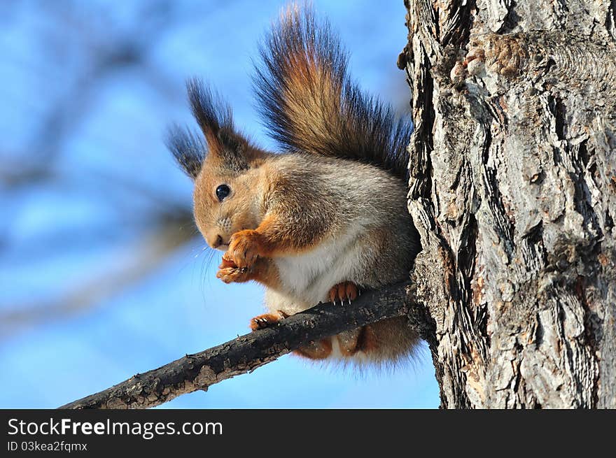 The red squirrel eats a nut. The red squirrel eats a nut.