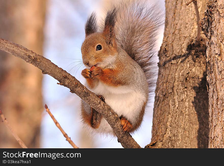 The red squirrel eats a nut. The red squirrel eats a nut.