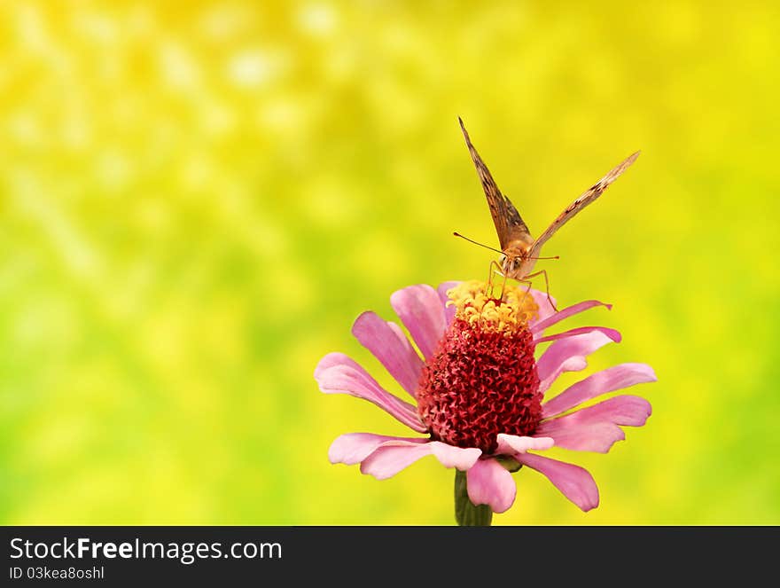 Flower and butterfly