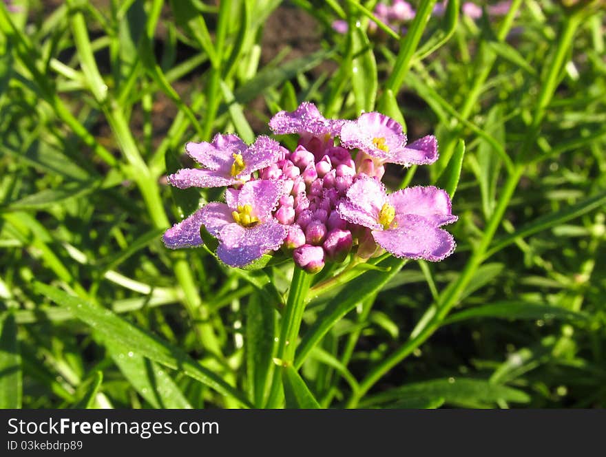 Candytuft umbrella - Iberis umbellata L.