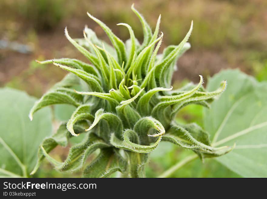 A sunflower bud before blooming. A sunflower bud before blooming