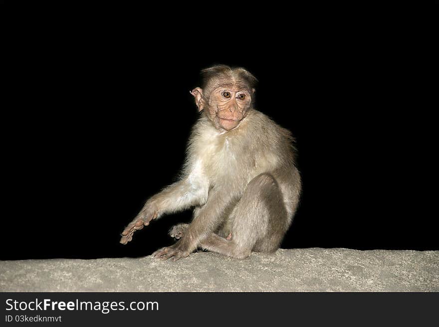 Monkey (macaque)