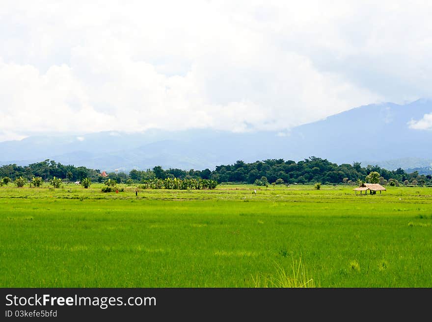 Green rice fields near harvest. Green rice fields near harvest.