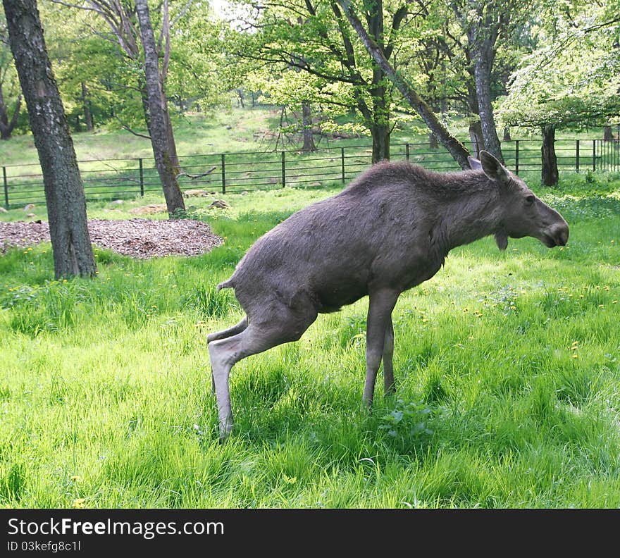 Young bull moose reliefing himself in the grass.