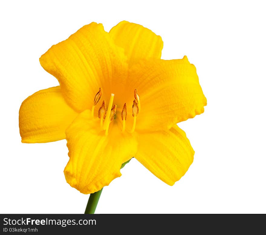 Yellow Day Lily.