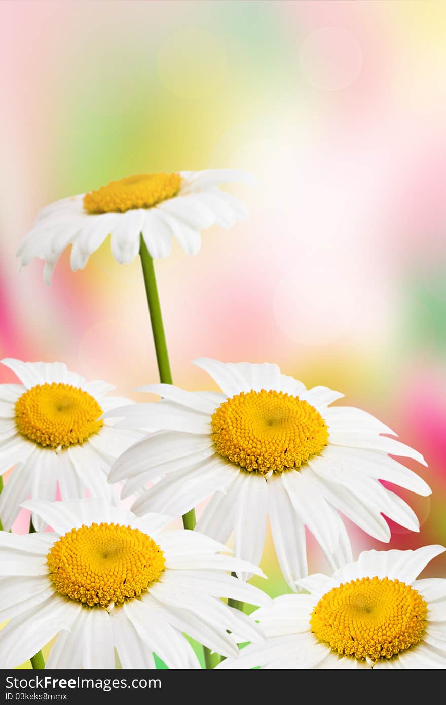 Beautyful summer flowers background with daisies.