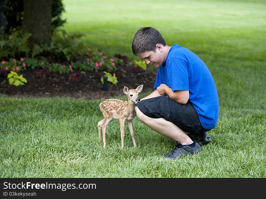 A boy with a newborn baby fawn standing on a landscaped lawn. A boy with a newborn baby fawn standing on a landscaped lawn