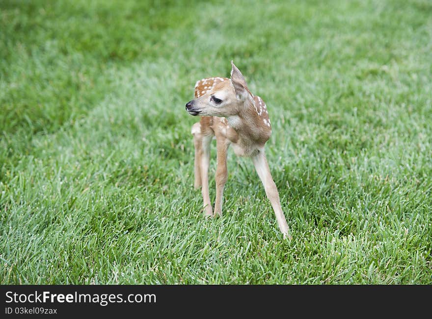 A baby deer standing on a green grass lawn. A baby deer standing on a green grass lawn