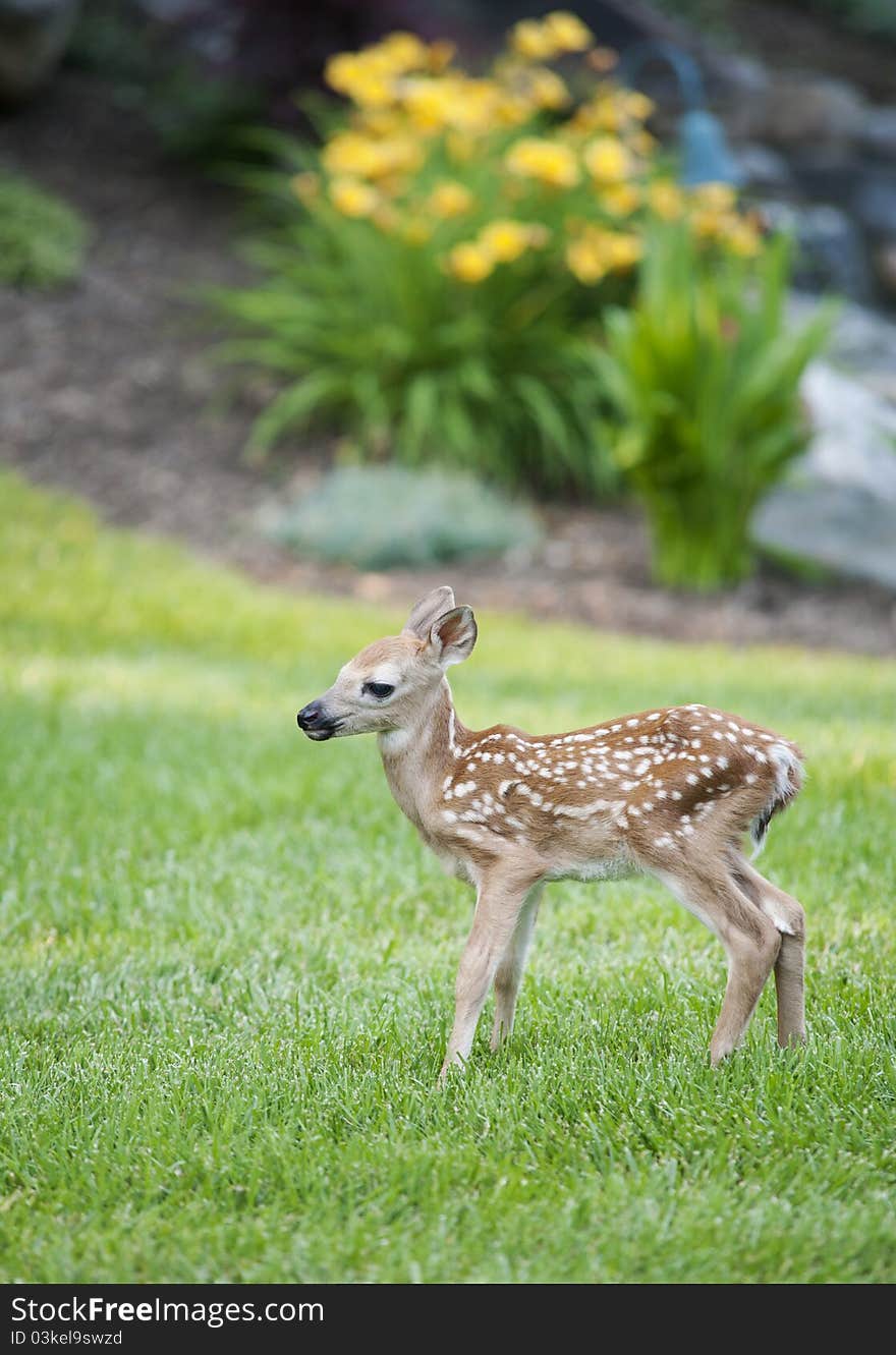 A young spotted fawn standing on a green lawn with shallow depth of field