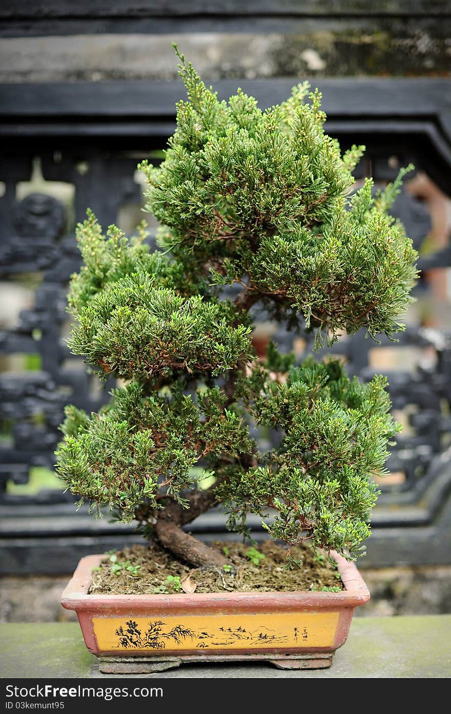 A bonsai in a chinese style garden in Taipei.