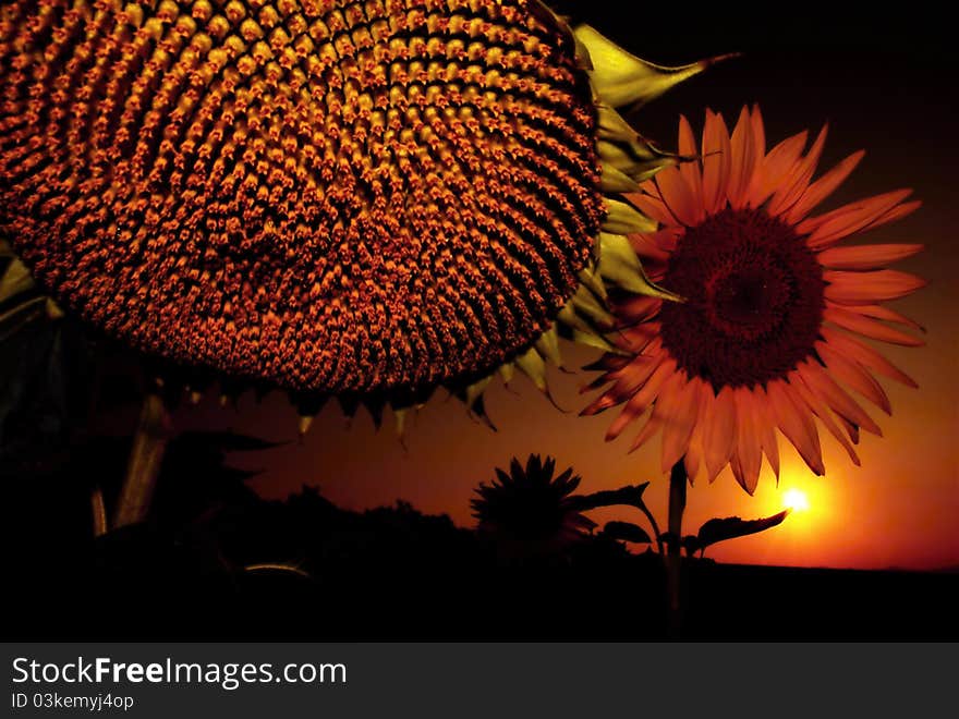 Two beautiful sunflowers at sunset. Two beautiful sunflowers at sunset