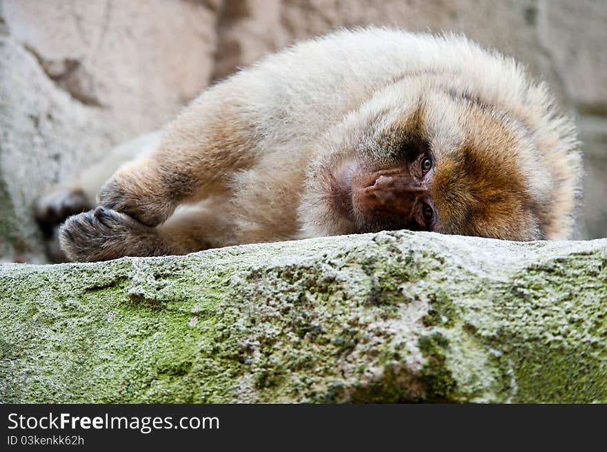 Portrait of a Barbary Macaque (Macaca sylvanus). Portrait of a Barbary Macaque (Macaca sylvanus)