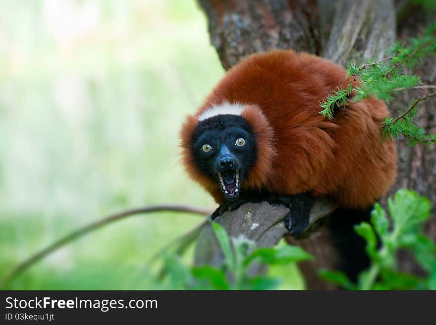 A beautiful red ruffed lemur (Varecia rubra)