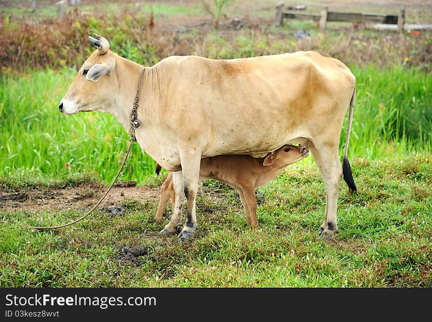 Cow And Her Calf