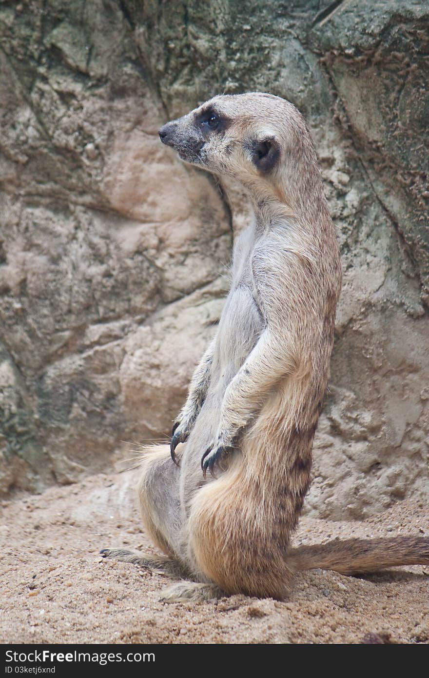 Cute of Meerkat close up