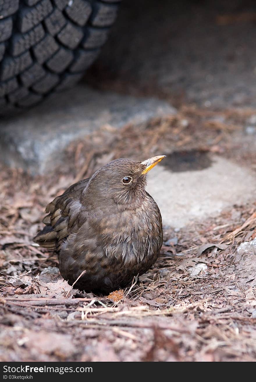 Little grey sparrow backgrounded by car wheel. Little grey sparrow backgrounded by car wheel