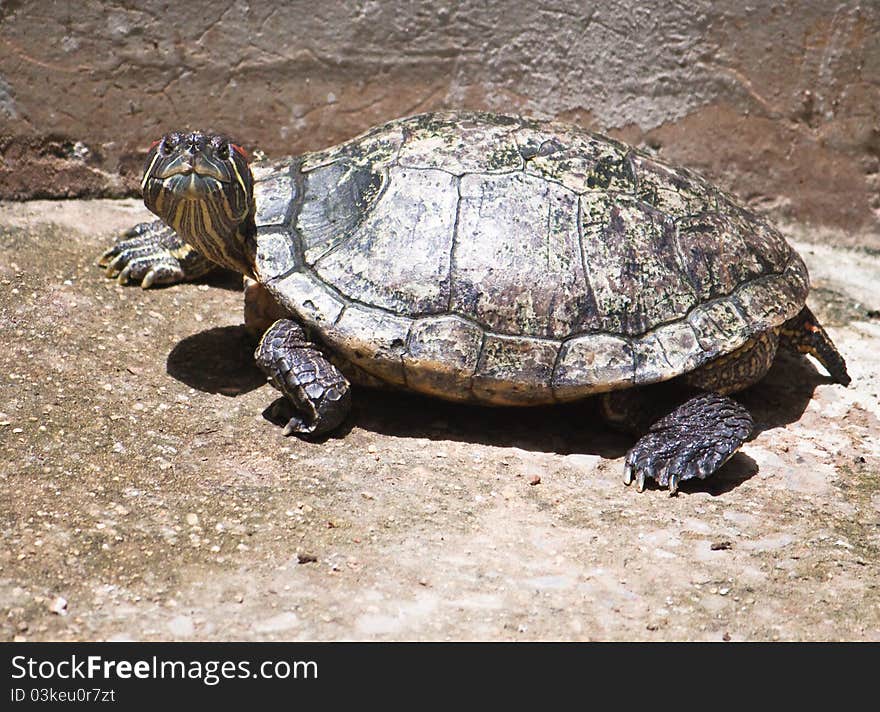 Red ear turtle