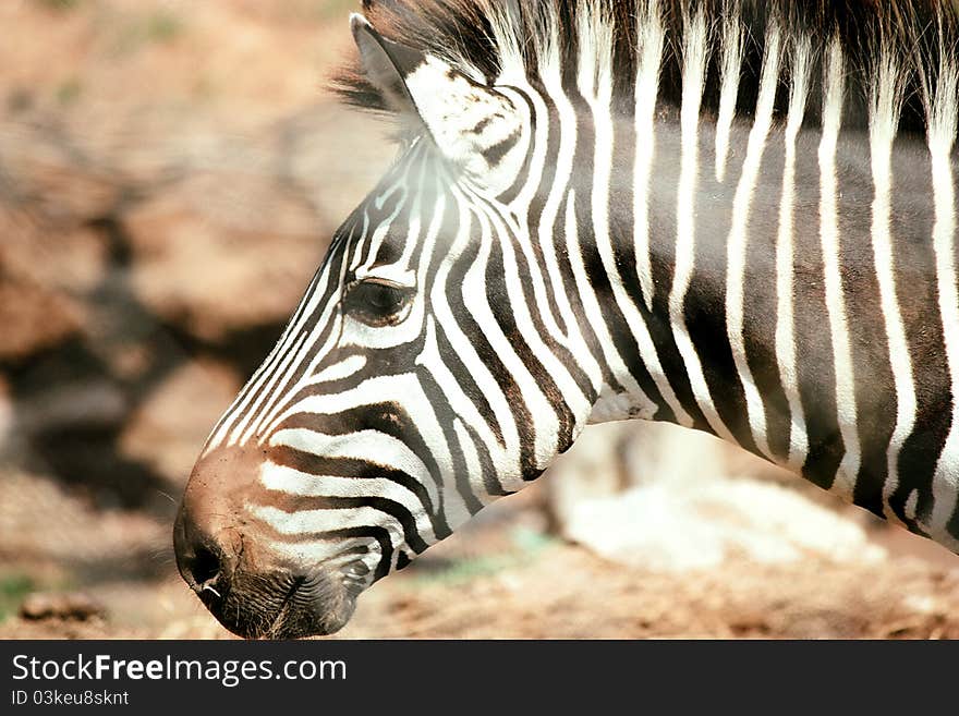 Close up of a zebra from the side. Close up of a zebra from the side.