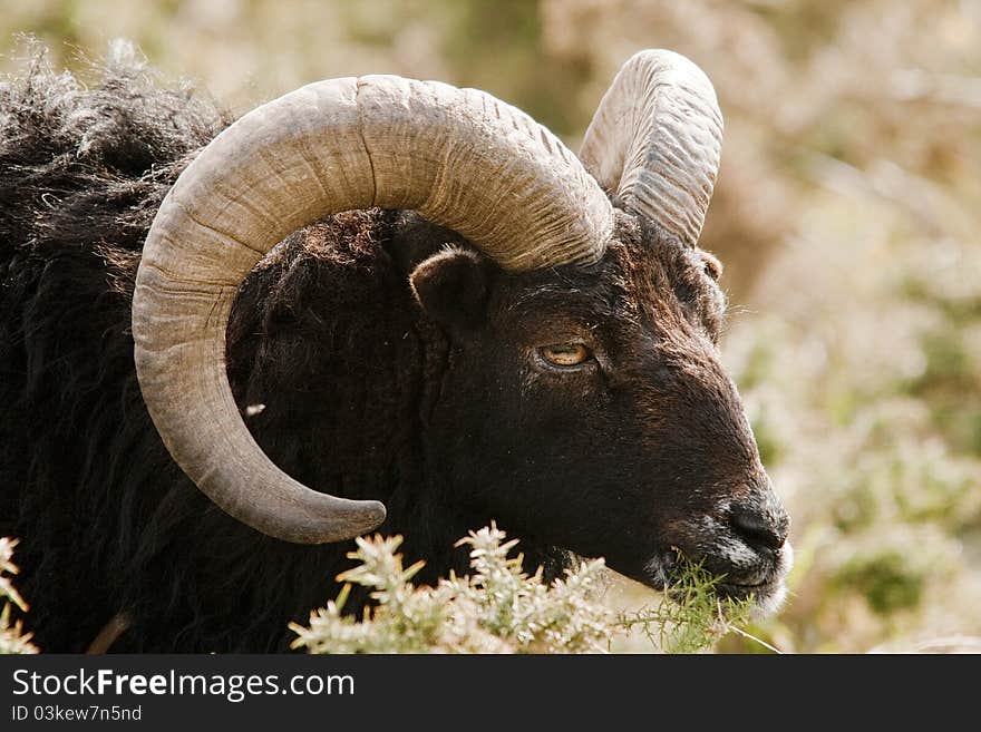 Mouflon sheep with its large horns. Mouflon sheep with its large horns