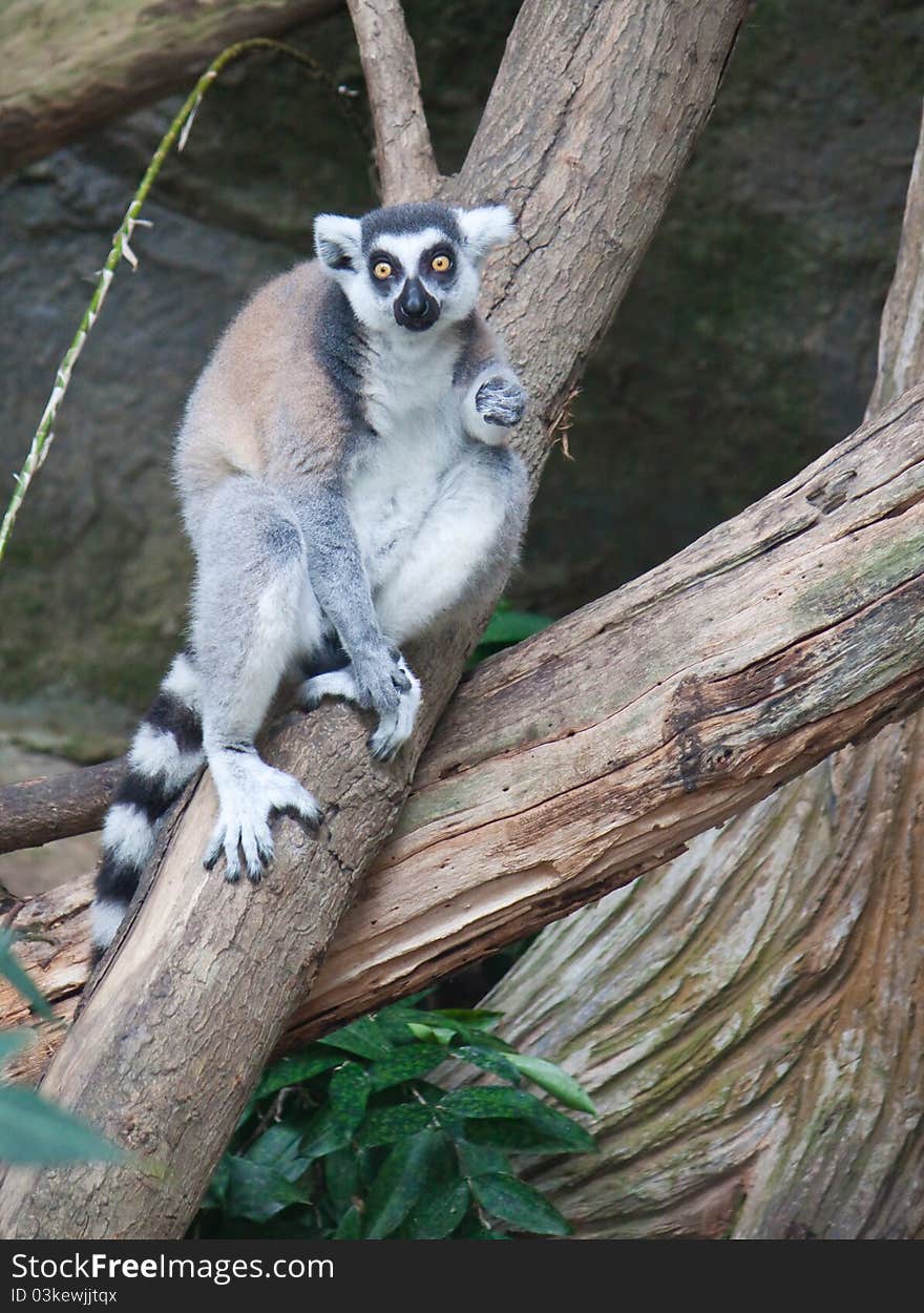 Beautiful lemur