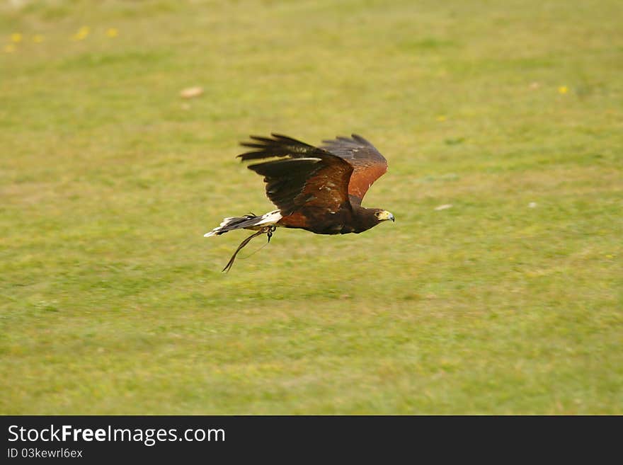 Harris hawk flying low over the ground. Harris hawk flying low over the ground