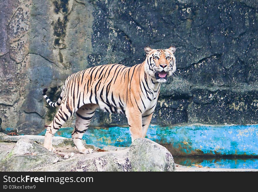 Sumatran tiger beside the pond