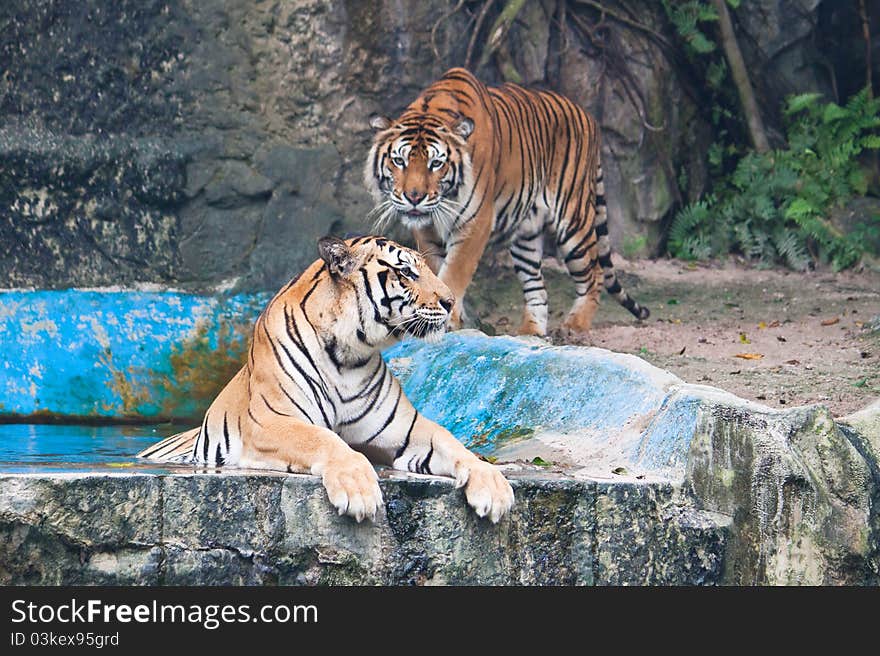 Two Sumatran tiger close up