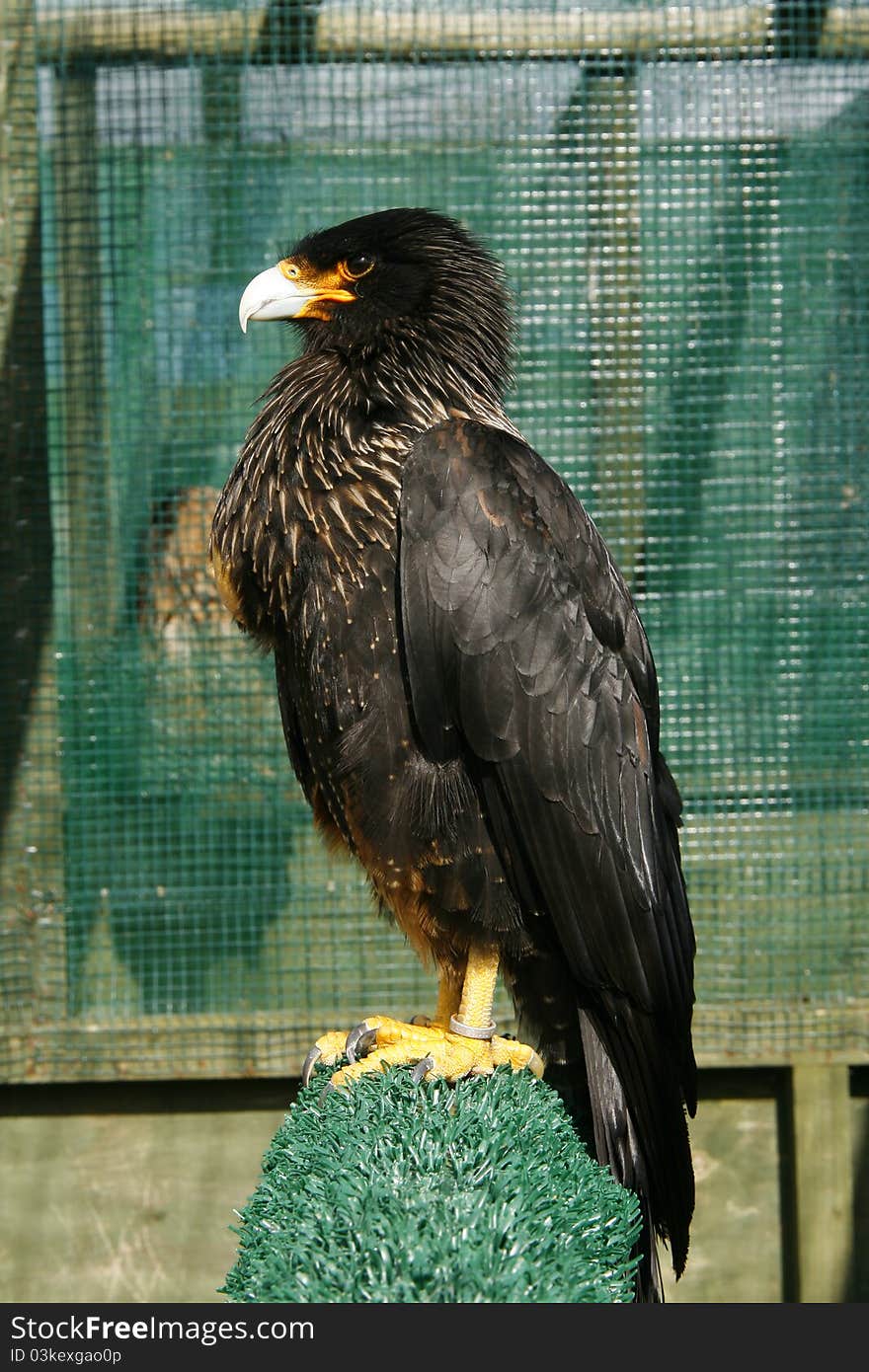 Captive Black Caracara resting on his astro turf perch. Captive Black Caracara resting on his astro turf perch.