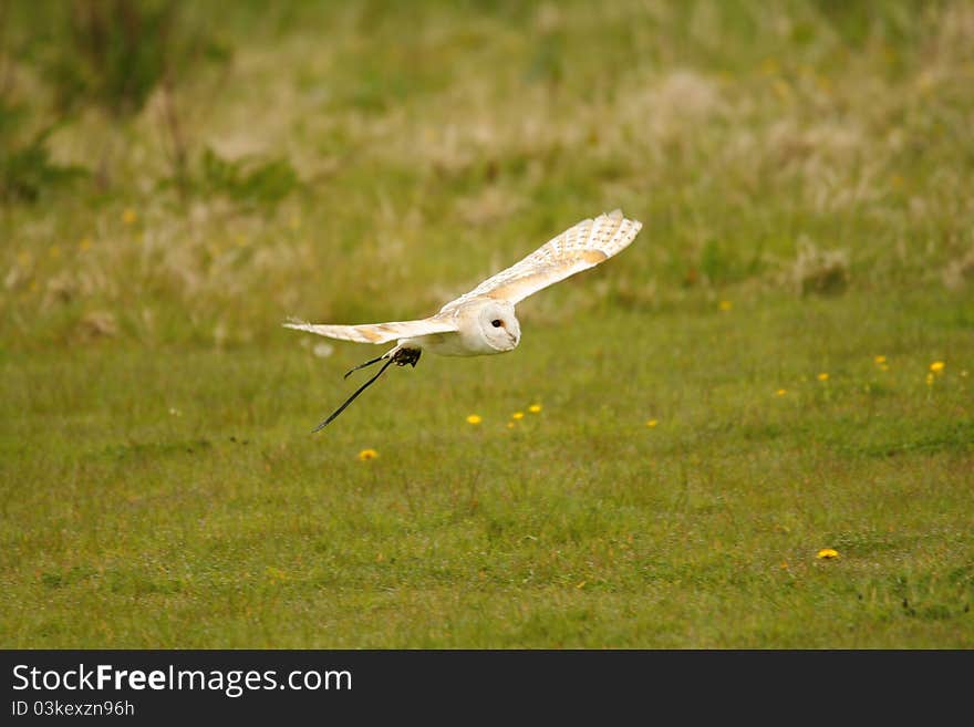 Bob the barn owl flying for his supper. Bob the barn owl flying for his supper