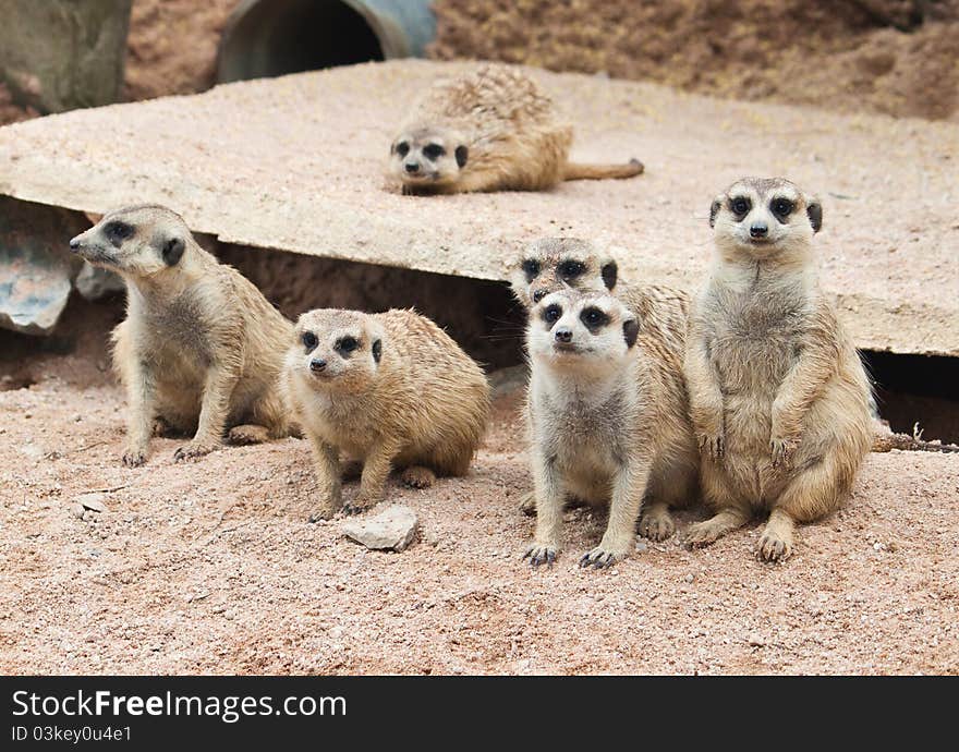 Cute of Meerkat close up