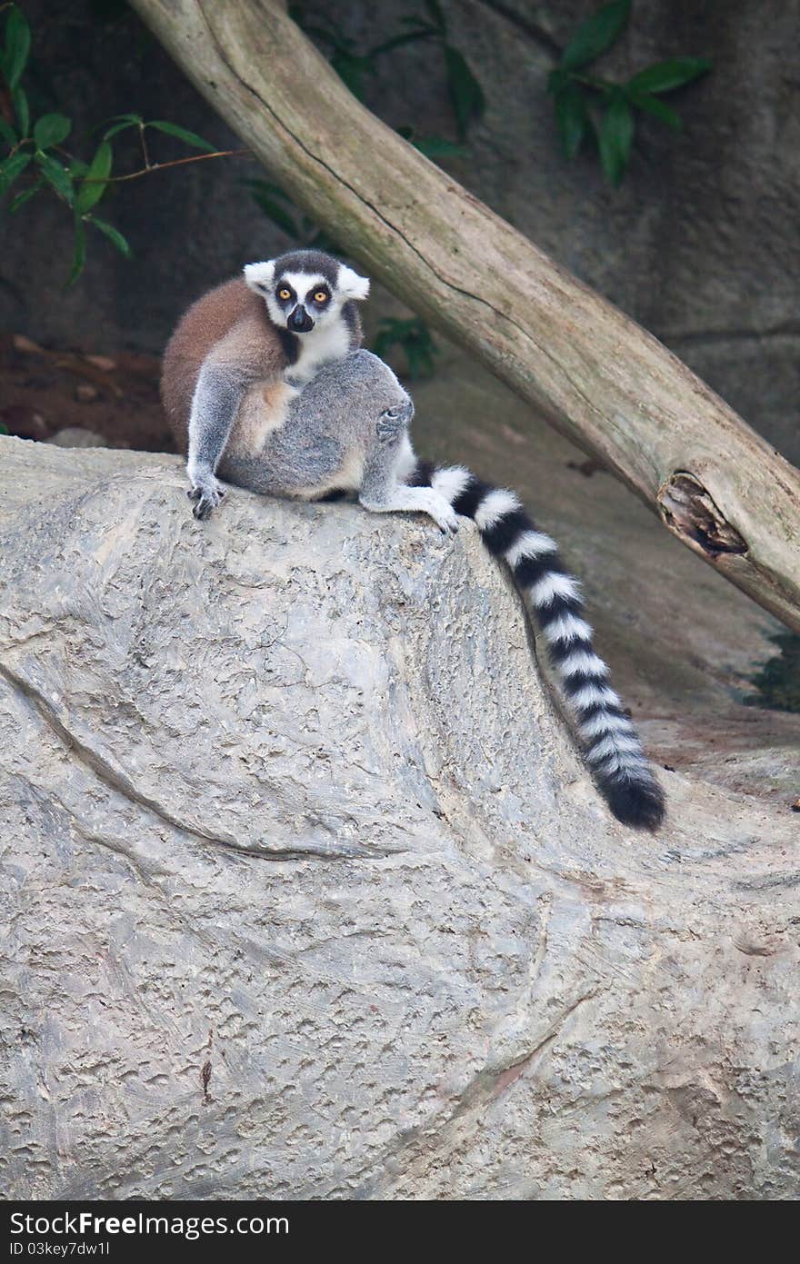 Beautiful lemur on the stone