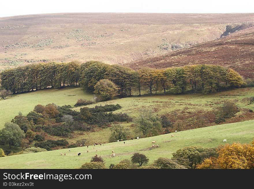 The Leighon valley on Dartmoor. Note the line of English Oaks that follow the contour of the moorland edge. The Leighon valley on Dartmoor. Note the line of English Oaks that follow the contour of the moorland edge