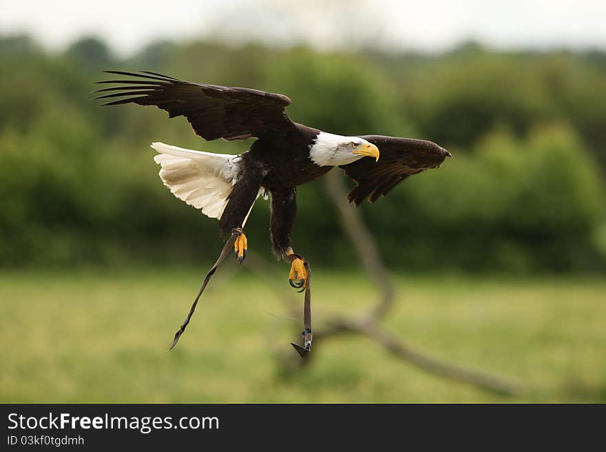 A Bald Eagle in flight