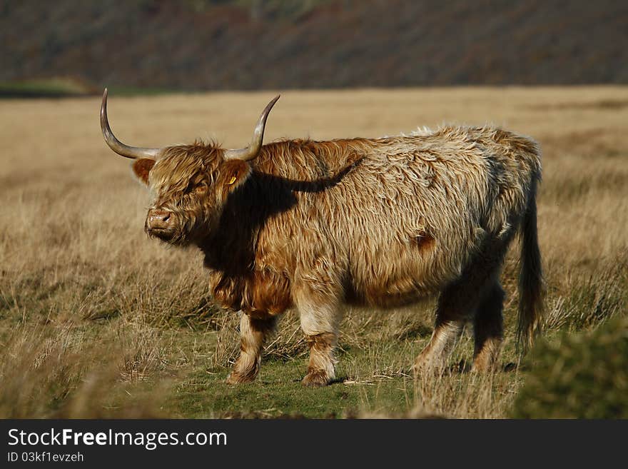 High Point Of Exmoor