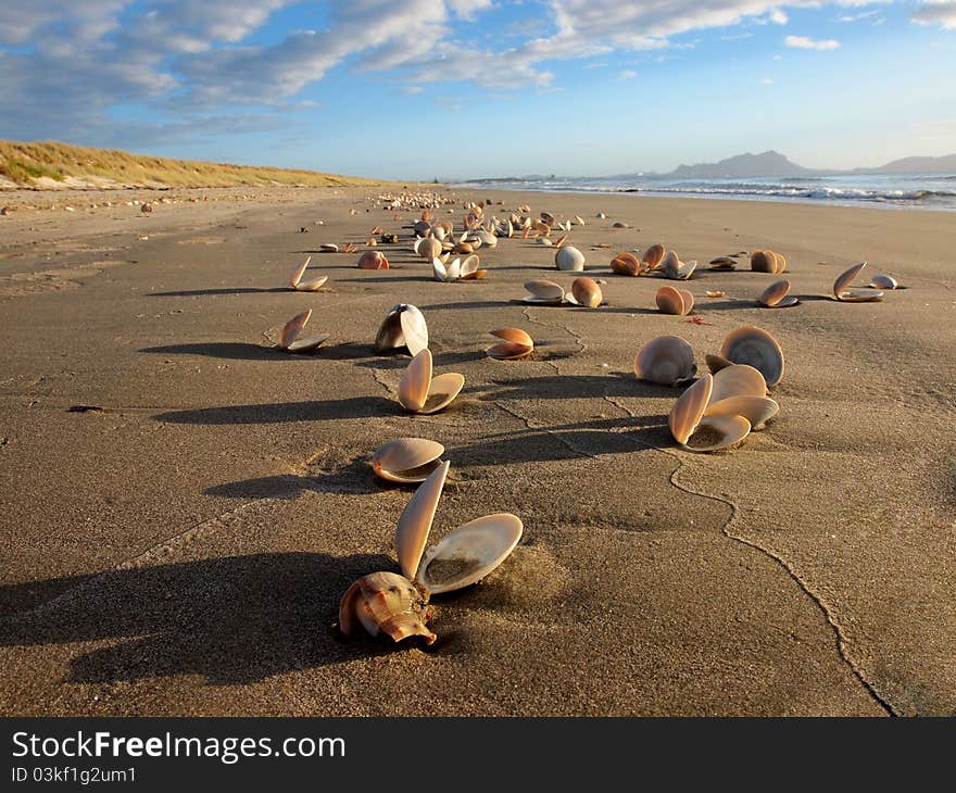 Many seashells on a beautiful beach